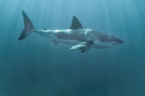 Měli to být další Čelisti, ale vznikl největší filmový průšvih všech dob. Přesto ho Prima Cool zařadila na zítřejší večer