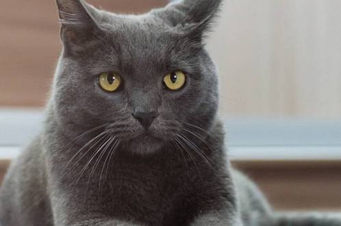 V neděli večer se dozvíte pravdu. Komedie Kočka odkrývá tajemství domácích mazlíčků