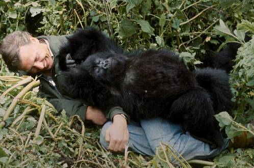 Nová pecka na Netflixu: Příběh o gorile vyprávěný Davidem Attenboroughem vám změní pohled na svět. Doslova