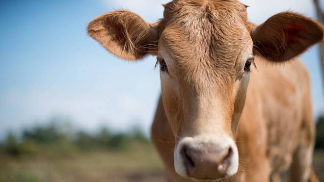 S Xenkou na Farmě (3,4): Henrik pojal soutěž jako dovolenou, jen se válí a ani holkám nepředvede taneček