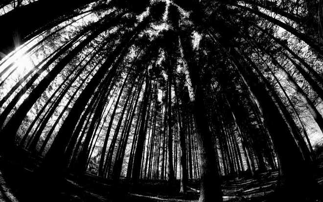 Průlomový horor Záhada Blair Witch natočený samotnými herci. Mizerný rozpočet, improvizované dialogy a nevídaný úspěch Průlomový horor Záhada Blair Witch natočený samotnými herci. Mizerný rozpočet, improvizované dialogy a nevídaný úspěch