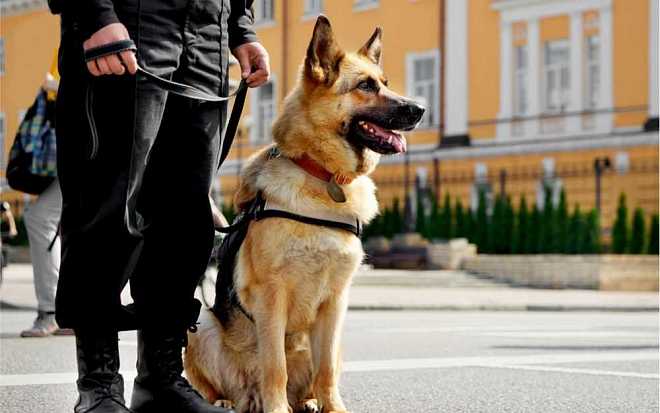 Který herec byl nejlepším parťákem seriálového Komisaře Rexe. Jeden z nich si dokonce zahrál v českém velkofilmu Který herec byl nejlepším parťákem seriálového Komisaře Rexe. Jeden z nich si dokonce zahrál v českém velkofilmu
