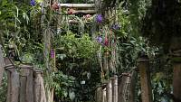 Orchidejová podívaná v Troji vrcholí. Výstava ve skleníku Fata Morgana končí už v neděli