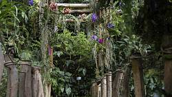 Orchidejová podívaná v Troji vrcholí. Výstava ve skleníku Fata Morgana končí už v neděli